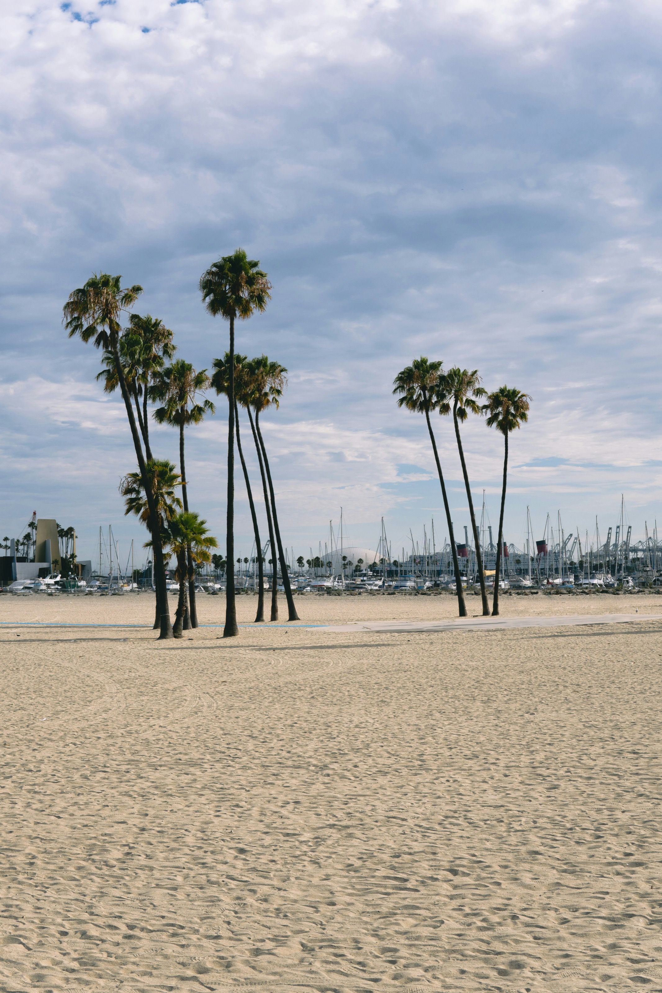 Palm trees on the sand at Long Beach